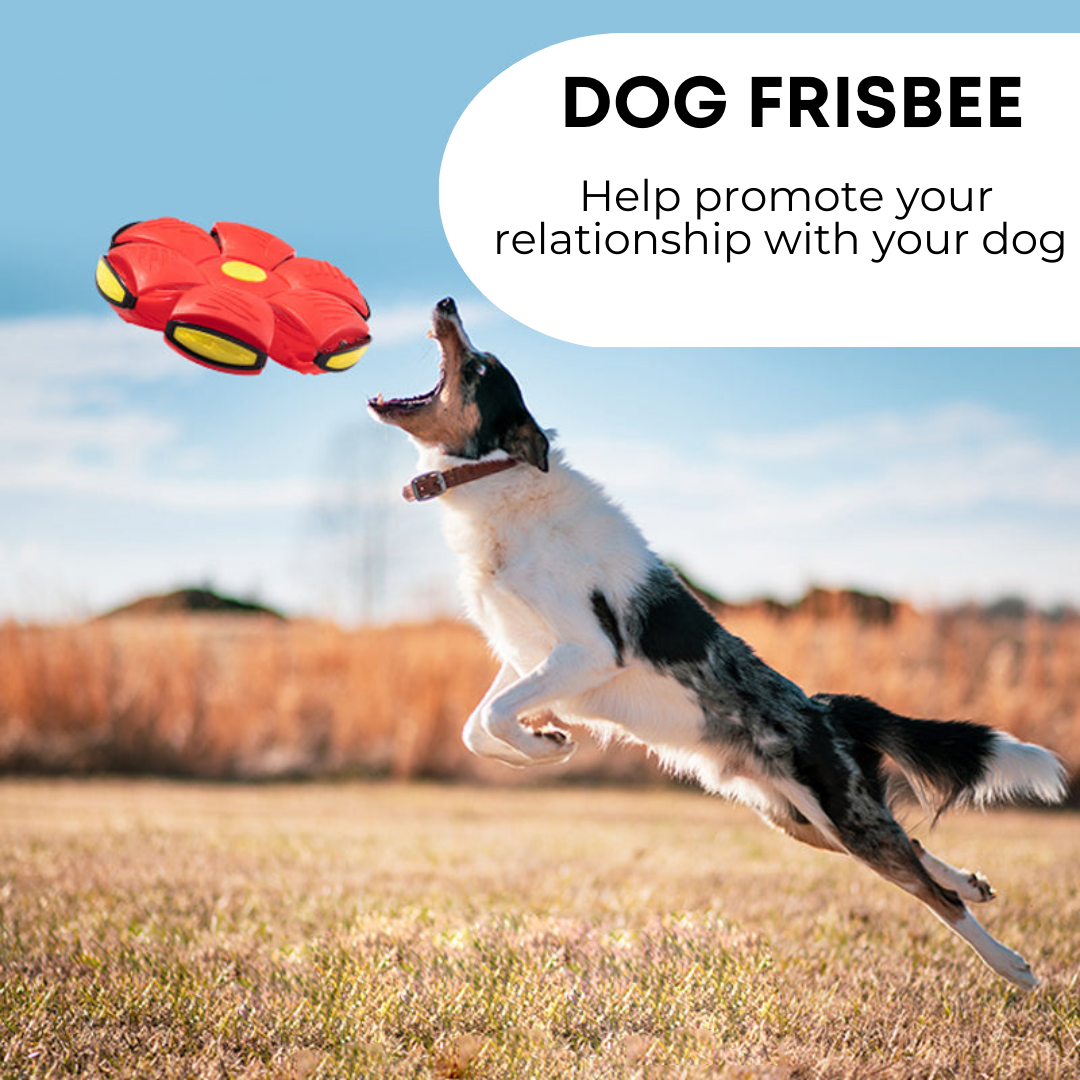 Winnie & Winstons™ Dog Frisbee